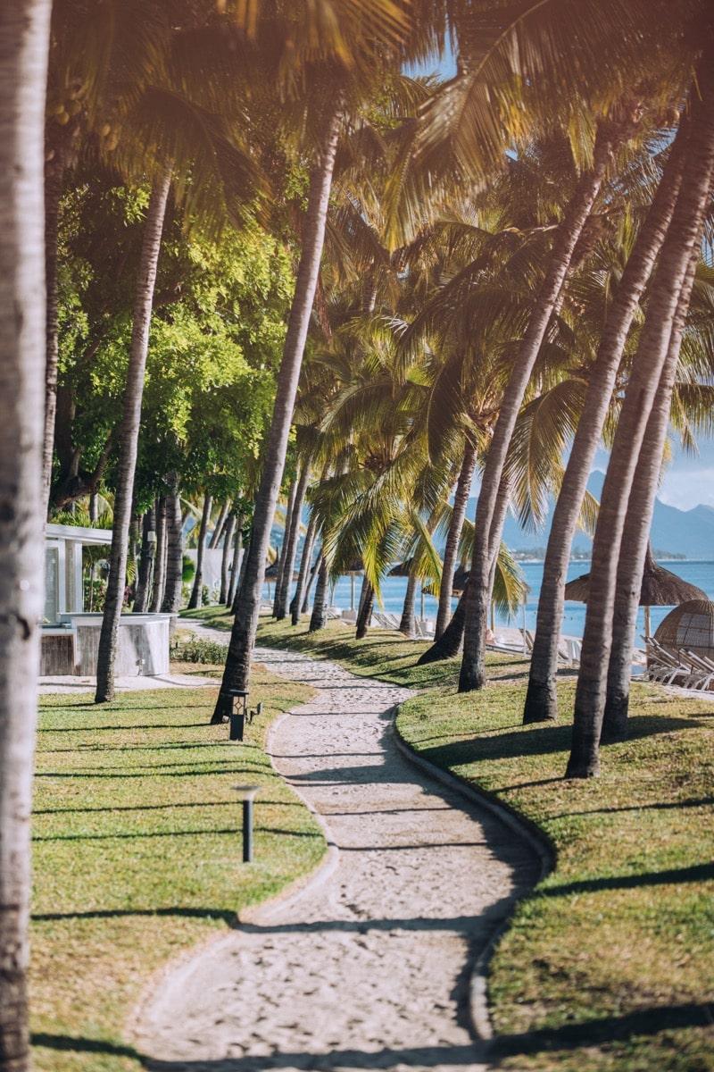 la pirogue tropical birds living in mauritius