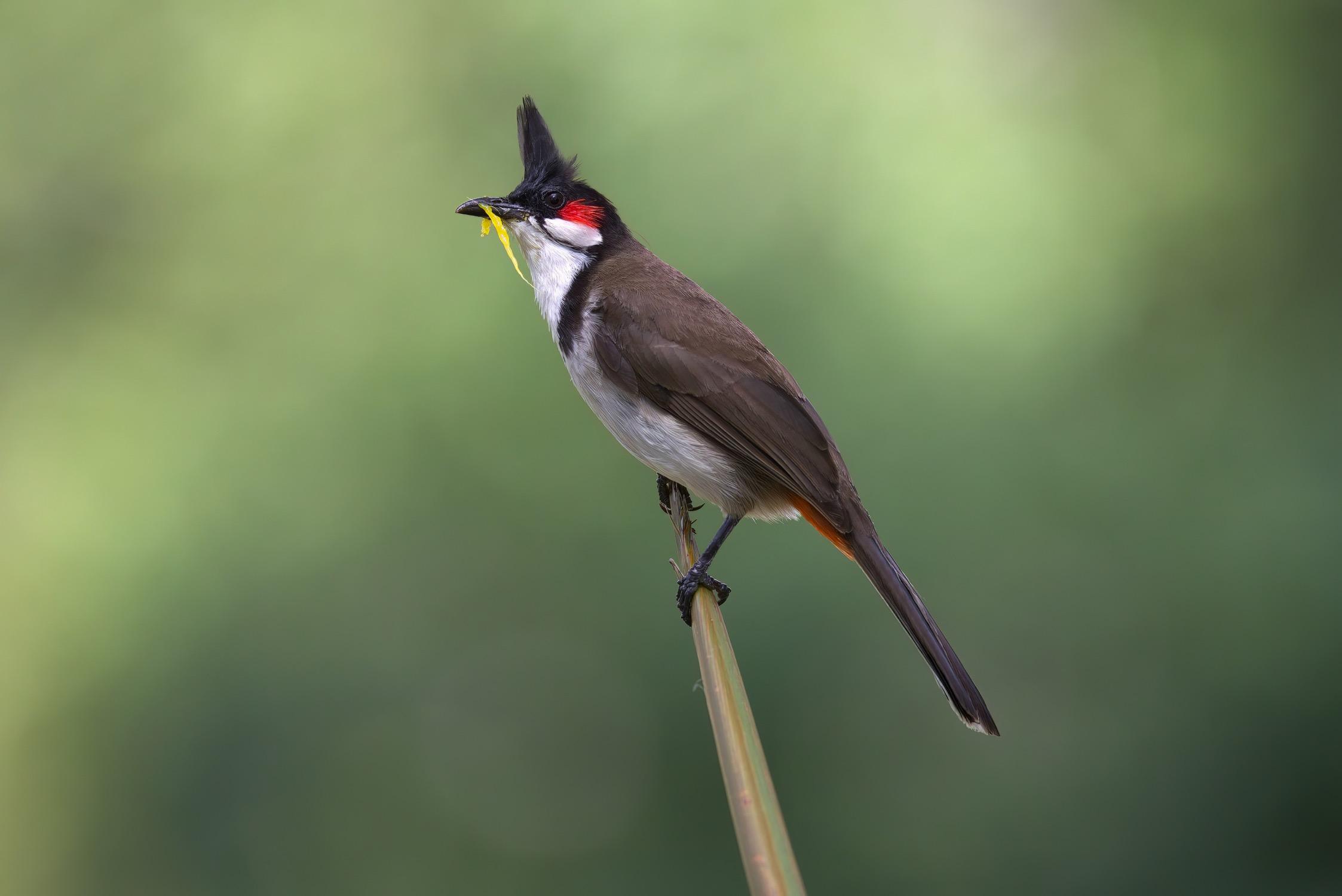 la pirogue tropical birds living in mauritius